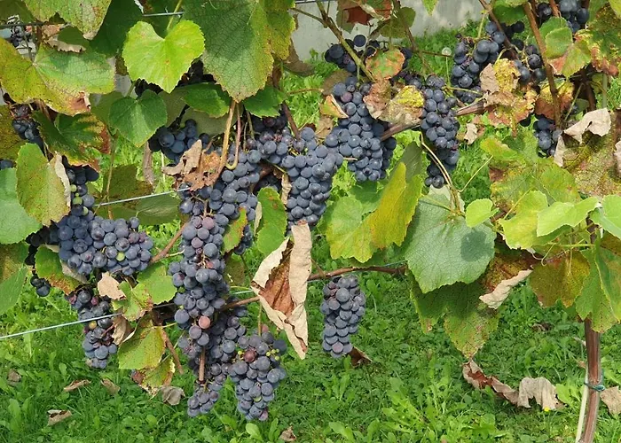 Schlossblick 2 Oder 5 Apartment